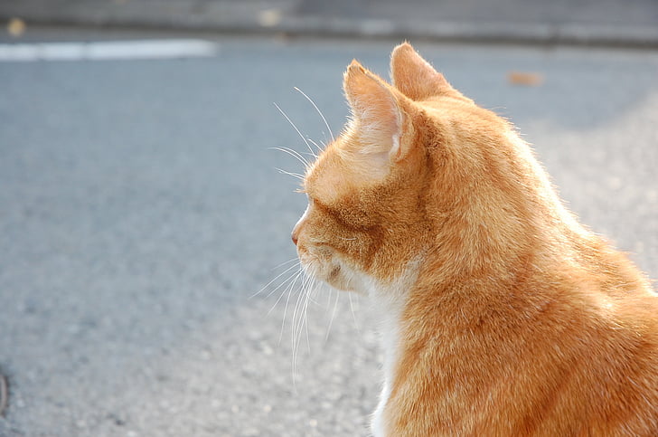 kucing, filosofis, di pinggir jalan, jalan