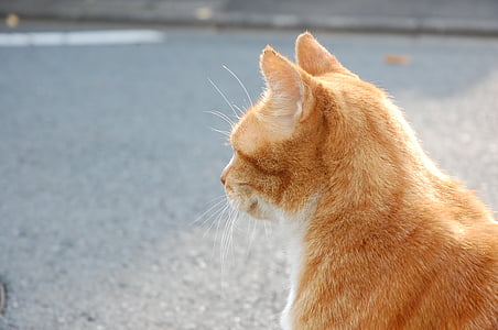 gato, un filosófico, en el borde de la carretera, carretera