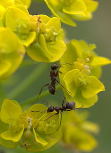 fourmi, plante, macro, Insecta, fleur, nature, printemps
