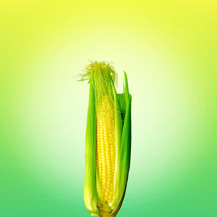 maisto, kukurūzų, geltona, daržovės, žemės ūkis, saldieji kukurūzai, Gamta