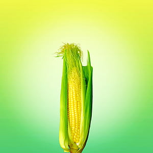 jedzenie, kukurydza, żółty, warzywa, Rolnictwo, Kukurydza cukrowa, Natura