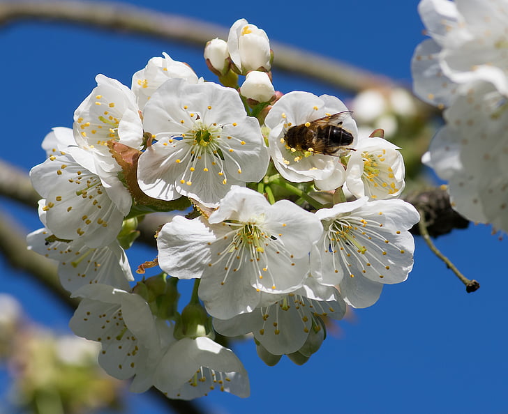 bee, pollinator, cherry, foraging, white flowers, nature
