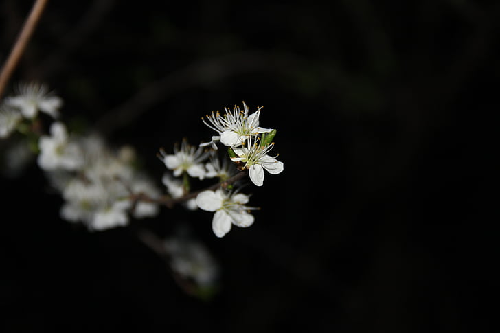 flower, white, spring, petal, nature, close-up, plant