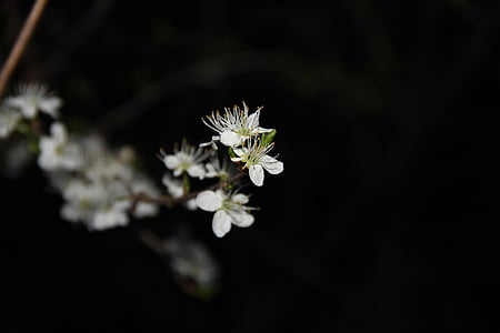 flor, blanc, primavera, pètal, natura, close-up, planta