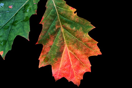 Herfstkleuren, Bladeren, Fall gebladerte, bos, herfst kleuren, Herfstbladeren, blad