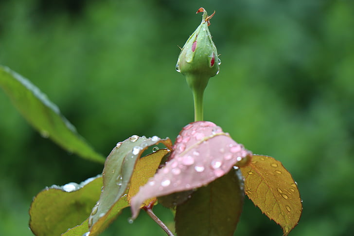 Rosebud, efter regn, regndråber, blot tilføje vand, løv, steg