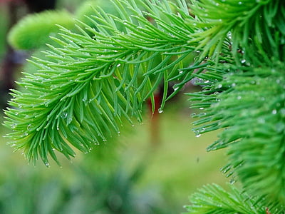 puu, neuloja, vihreä, Pine, iglak, kasvi, oksia