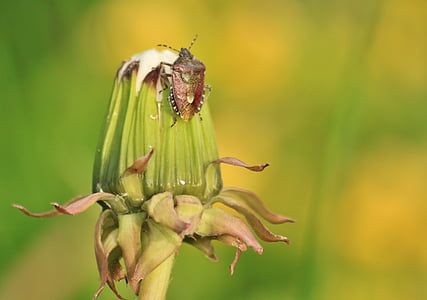 bug, shield bug, bug type, insect, insect macro, animal, dandelion