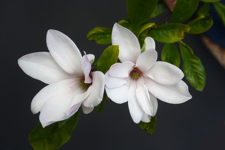 Magnolia, gara d'appalto, rosa, primavera, Blossom, Bloom, isolato
