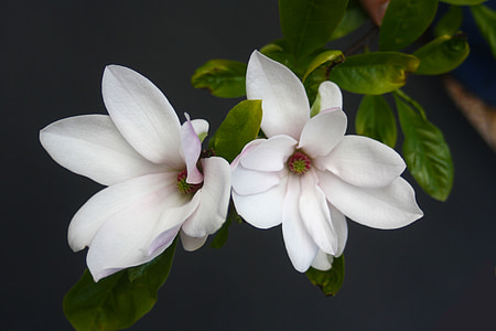 Magnolia, oferta, rosa, primavera, flor, floración, aislado