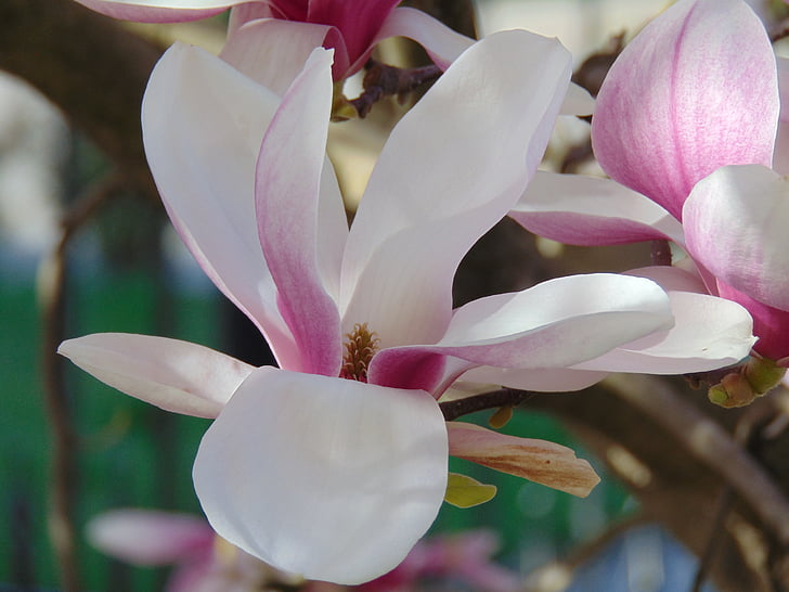 Magnolia Blumen, Blume, Tulpenbaum, Natur, Anlage, Blütenblatt, Blütenkopf