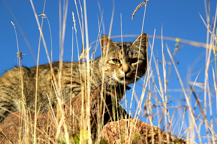 chat, Hunter, herbe, tabby, chat domestique, animal, nature