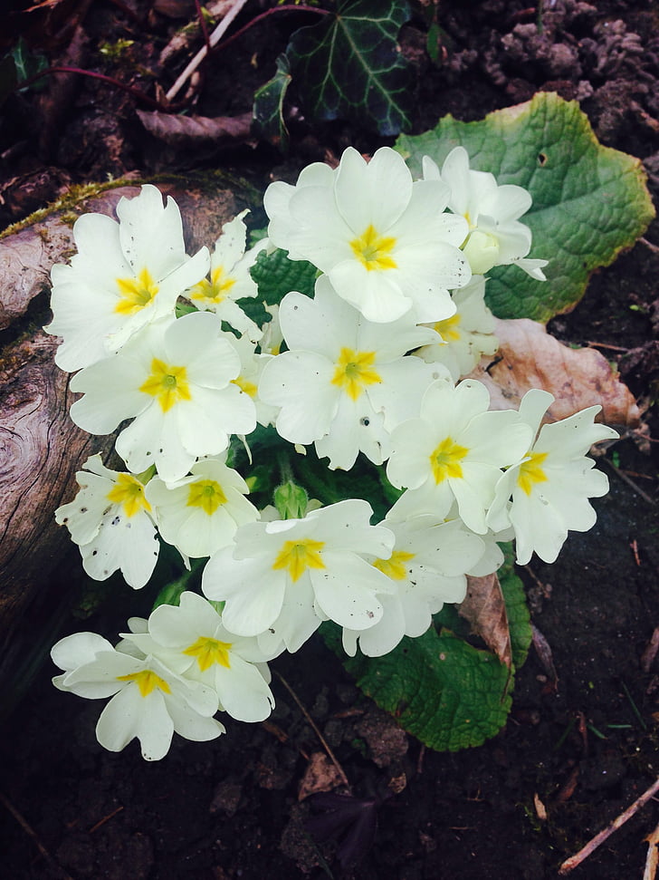 cowslip, Hoa, trắng, màu vàng, Blossom, nở hoa