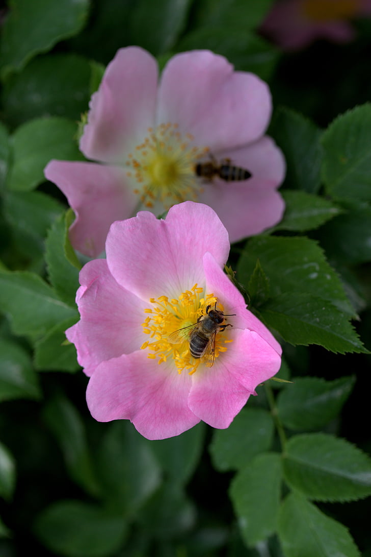 flower, dog rose, bee, pink, petals, plant, pollen