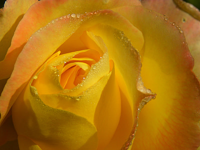 Rosa, lill, lilled, tõusis, kroonlehed, kollane