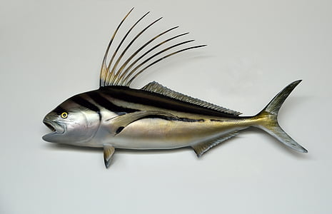 rooster fish, mounted, taxidermy, wildlife, wild, sea life, saltwater