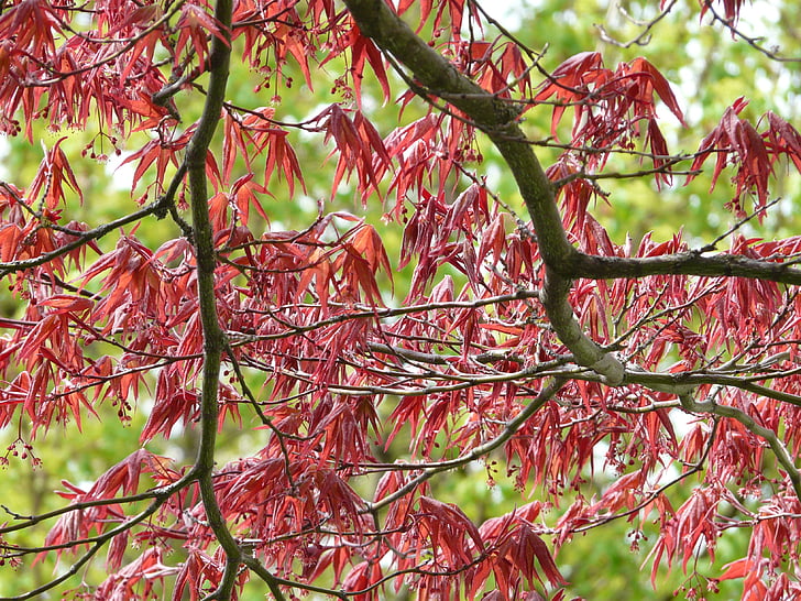 Red maple, prydnadsväxter, fläkten lönn, lönn, träd, Bush, Leaf