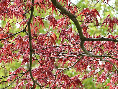 bordo vermelho, planta ornamental, bordo de fã, Maple, árvore, Bush, folha