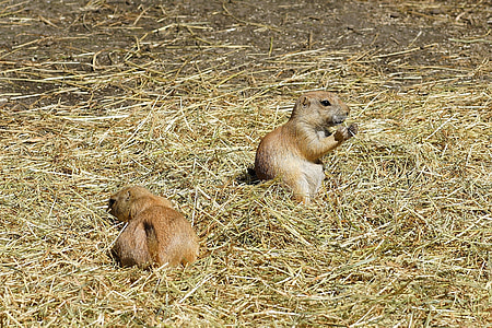 prairie dog, gophers, croissant, rodents, cynomys, squirrel related, true gophers