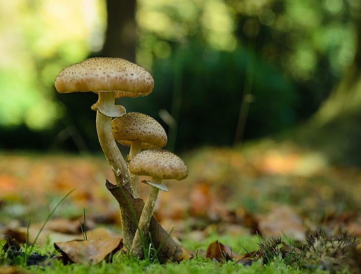 蘑菇, 森林蘑菇, 植物, 森林的地面, 森林, 秋天
