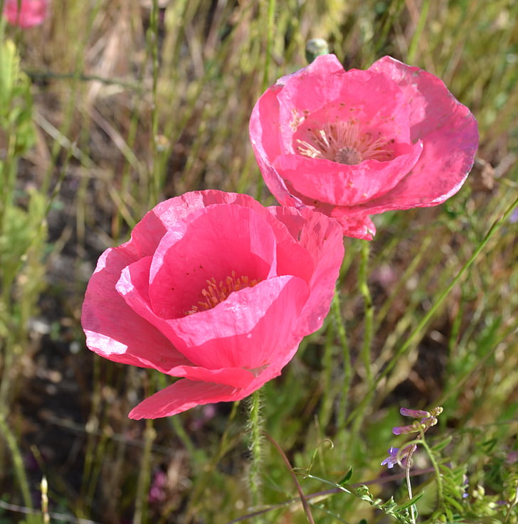 poppies, iceland, poppy, flowers, spring, pink