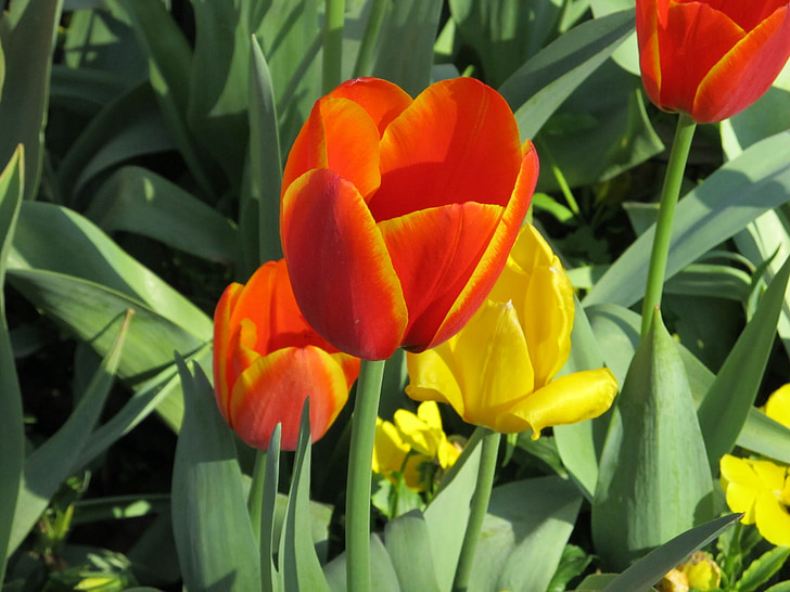 flores, tulipas, macro, floral, florescendo, plantas, pétalas