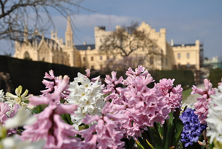 jar, kvety, hyacint, kvet, kvitnúce, hrad, chladnička