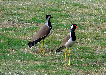 Pavoncella rossa-wattled, Vanellus indicus, Pavoncella, Plover, trampoliere, uccello, Charadriidae