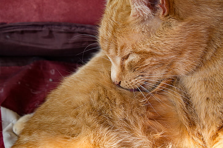 mačka, krzno nego, oranžna, ljubko, srčkano, sproščeno, jezik