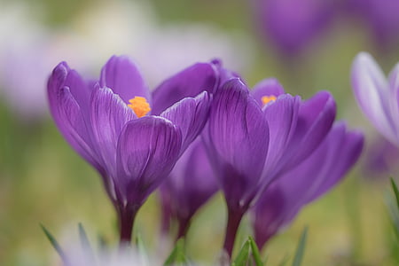 crocus, blossom, bloom, spring crocus, flowers, mountain meadow, spring saffron