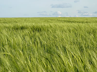 campo, grano, cereales, espiga, agricultura, campo de maíz, naturaleza