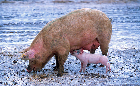 pig, sow, piglet, nursing, animals, cute, outside