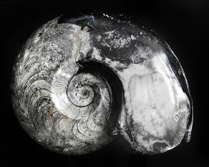 Ammonit, goniatitida, Devonian, Perm, fossila, sten, spiral