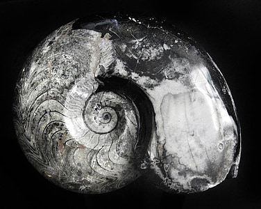 amonita, goniatitida, Devonian, Pérmico, fósil, piedra, espiral
