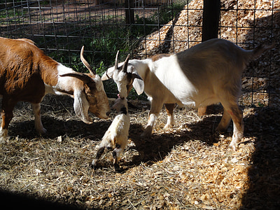 koza, Příroda, novorozence, zvíře, farma, zemědělství, hospodářská zvířata