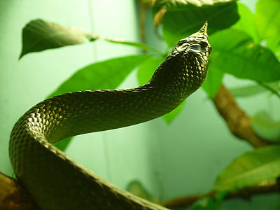 slange, nesehorn ratsnake, Reptile, nesehorn slange, neshorn rat snake, vietnamesisk longnose slange, ikke-giftige
