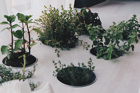 plantes, herbes, natural, verd, fresc, Orgànica, Sa