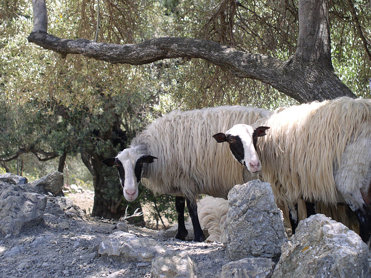 sheep, animals, olive trees