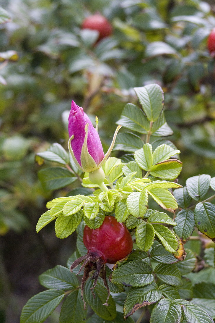 Rose hip, rood, zomer, groen, medicinale plant, Tee, Blossom