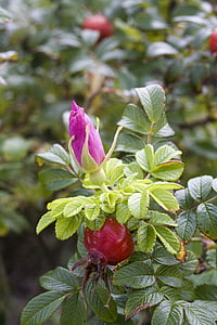 Rose hip, sarkana, vasaras, zaļa, ārstniecības augu, tee, zieds