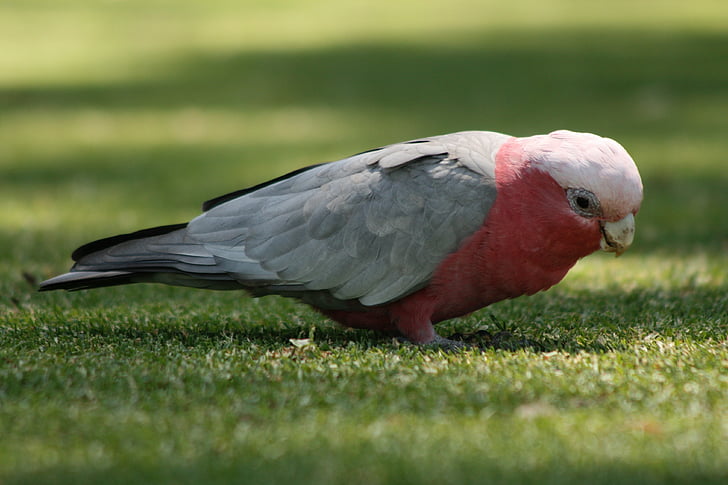 parrot, grey, pink, beak, bird, tropical, grass