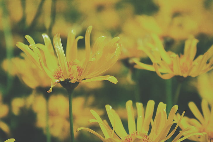 matala, Focus, valokuvaus, keltainen, kukat, Puutarha, Luonto