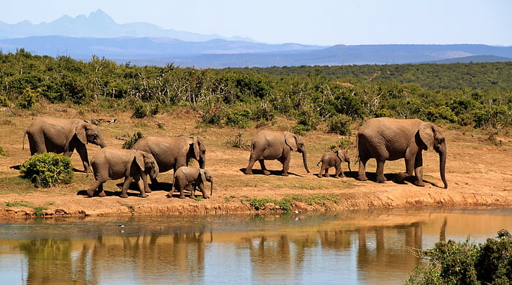 slonovi, Pored, Rijeka, životinja, životinje, slon, krajolik