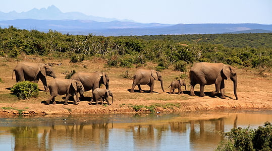 elefants, al costat de, riu, animal, animals, elefant, paisatge