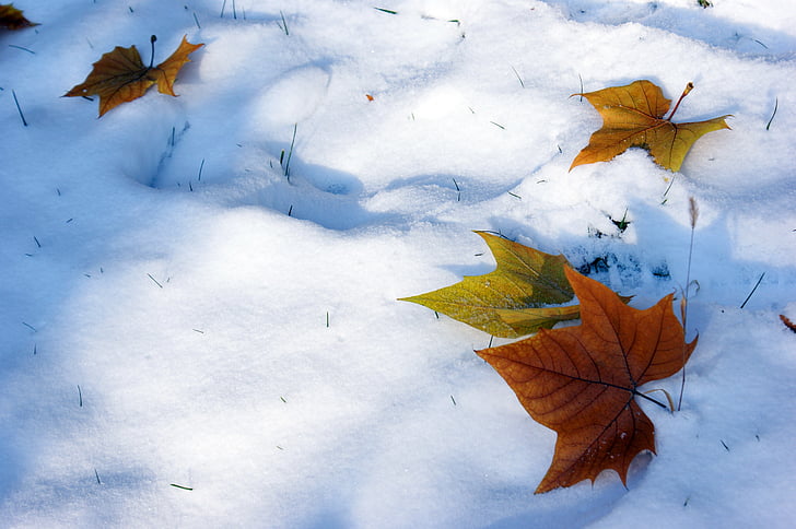 눈, defoliation, 겨울, 가, 잎, 자연, 시즌