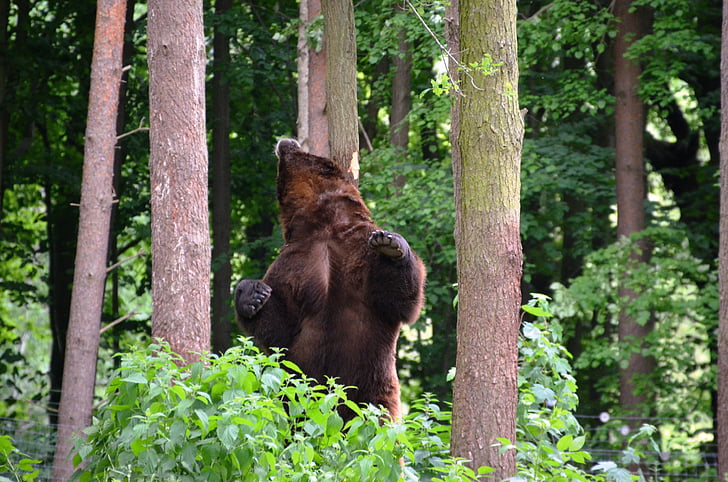 medved, gozd, eko-park, Güstrow