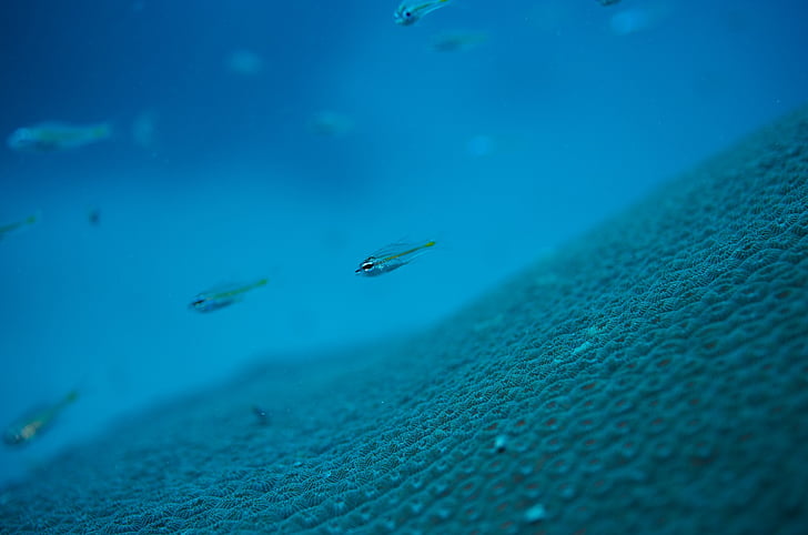 bajo el agua, Maldivas, mar, pescado, macro