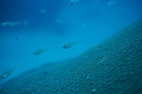 sous l’eau, Maldives, mer, poisson, macro
