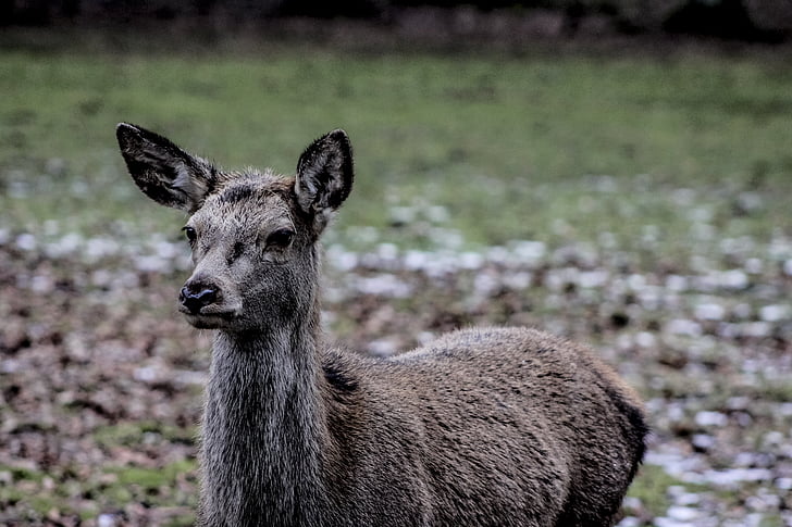 Doe, eine weibliche Hirsche, Demo-reserve, Białowieża