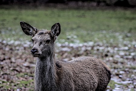 doe, a female deer, demonstration reserve, białowieża